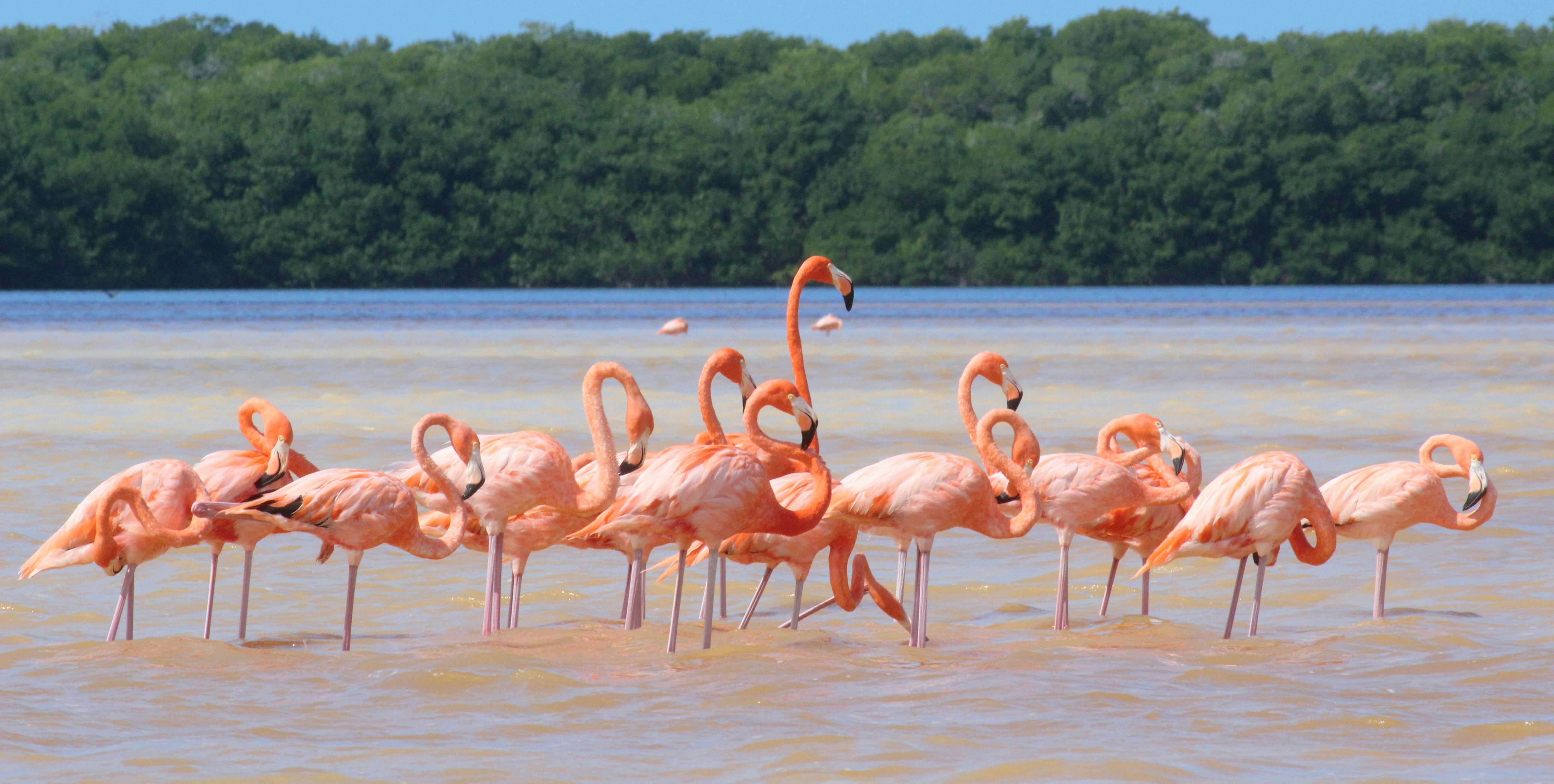 celestun tour flamingos